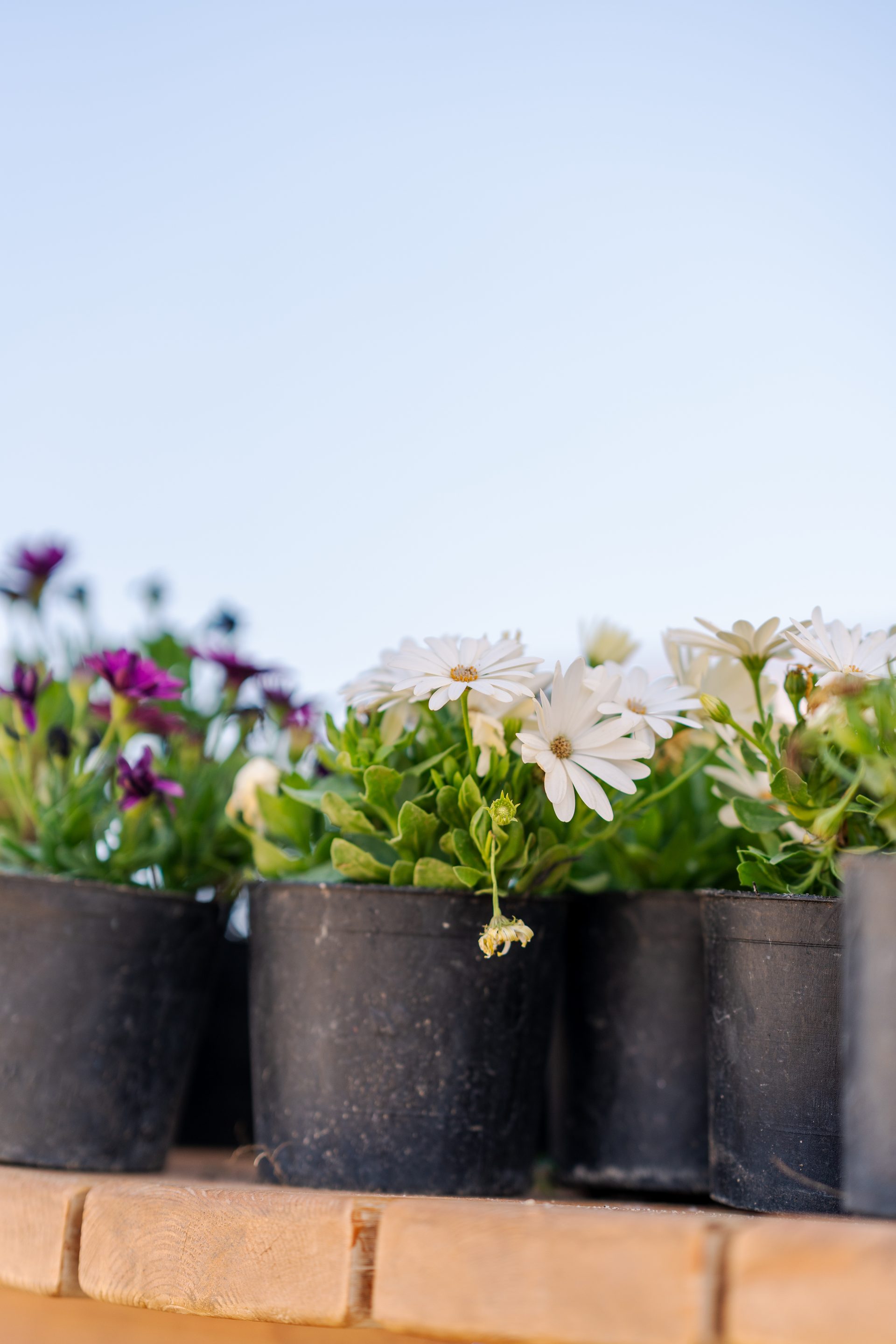 A hands-on flower workshop during the BOHO and Hazel Farm collaboration